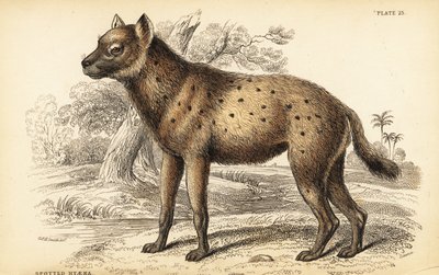 Hyène tachetée ou hyène rieuse, Crocuta crocuta (Hyaena crocuta) - William Home Lizars