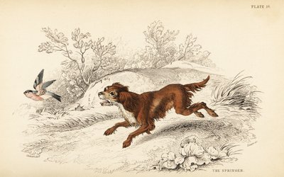 Springer ou épagneul springer anglais, Canis lupus familiaris - William Home Lizars