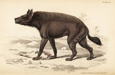 Hyène rayée, Hyaena hyaena (Hyène nue du désert, Hyaena vulgaris) - William Home Lizars