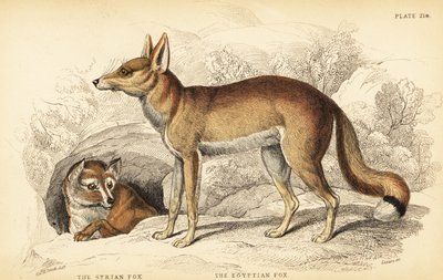 Renard syrien ou Taaleb, Vulpes thaleb (ou renard de Blanford, Vulpes cana?) et renard égyptien ou Sabora, Vulpes vulpes niloticus - William Home Lizars