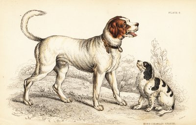 Chien de Saint-Bernard ou Grand Saint-Bernard, Canis lupus familiaris, et épagneul King Charles, Canis lupus familiaris (Canis extrarius) - William Home Lizars