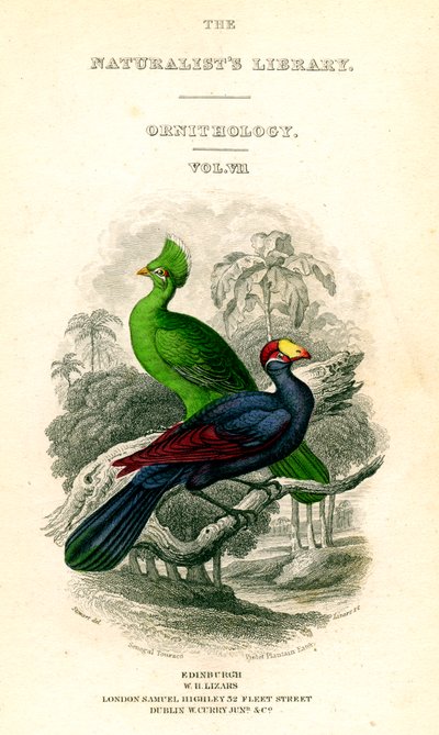 La bibliothèque des naturalistes, ornithologie, Touraco du Sénégal, Mangeur de bananes violet, vers 1833-1865 - William Home Lizars