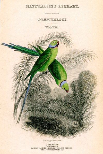 La Bibliothèque des naturalistes, Ornithologie Vol VIII, Perruche à anneau rouge, vers 1833-1865 - William Home Lizars
