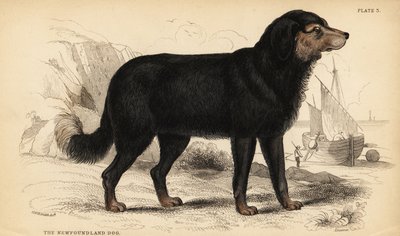 Le chien de Terre-Neuve, Canis lupus familiaris (Canis terranovae) - William Home Lizars