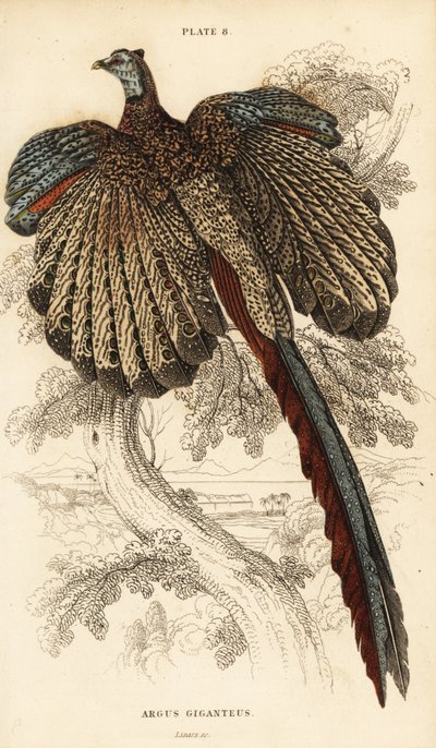 Grand argus, Argusianus argus (Faisan argus ou argus géant, Argus giganteus) - William Home Lizars