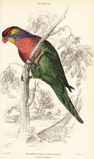 Loriquet varié, Psitteuteles versicolor (Trichoglossus versicolor) - William Home Lizars