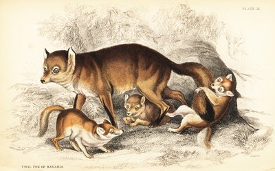 Variété de renard roux, Vulpes vulpes, avec des petits (Renard charbonnier de Bavière, Vulpes alopex) - William Home Lizars