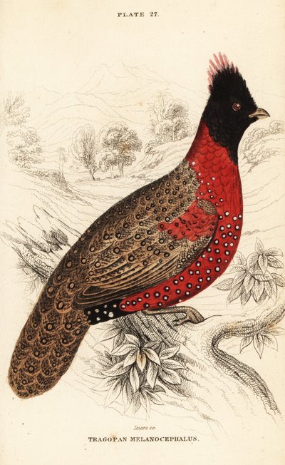Tragopan occidental ou tragopan cornu occidental, Tragopan melanocephalus - William Home Lizars