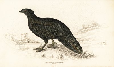 Tragopan occidental ou tragopan cornu occidental, femelle, Tragopan melanocephalus - William Home Lizars