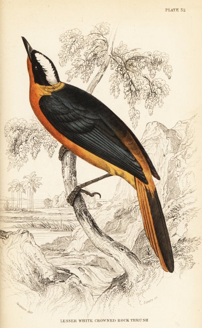 Rougequeue à couronne blanche, Cossypha albicapilla (Merle des rochers à couronne blanche, Petrocincla albicapilla) - William Home Lizars