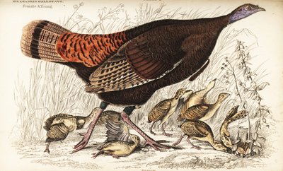 Dinde sauvage, femelle et jeunes, Meleagris gallopavo - William Home Lizars
