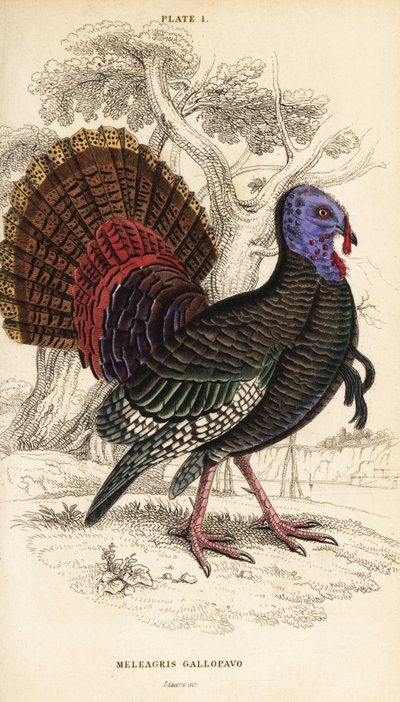 Dindon sauvage, mâle, Meleagris gallopavo - William Home Lizars