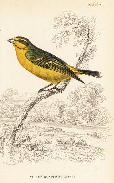 Canari à front jaune (Sénégal), Crithagra mozambica caniceps (Bouvreuil à croupion jaune, Crithagra chrysopyga) - William Home Lizars