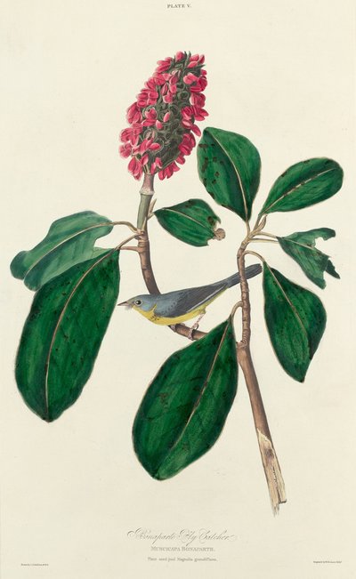 Moucherolle de Bonaparte - William Home Lizars after John James Audubon