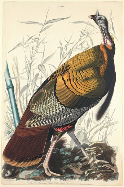 Grand Coq Américain - William Home Lizars after John James Audubon