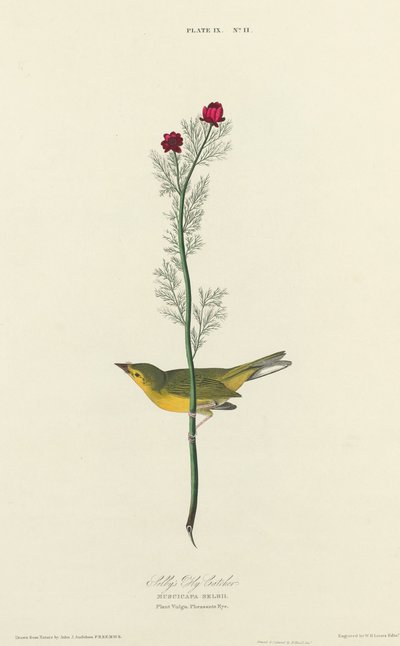Moucherolle de Selby - William Home Lizars after John James Audubon