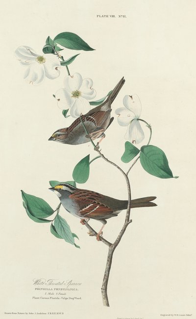 Bruant à Gorge Blanche - William Home Lizars after John James Audubon