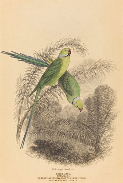 Perruche à collier rouge - William Home Lizars after William Swainson