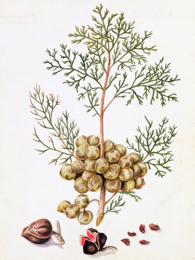 Feuille et noix de cyprès - William Hooker