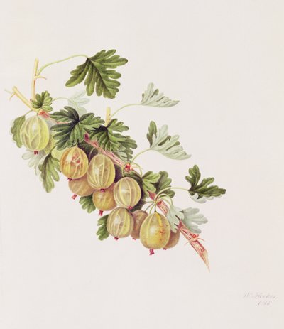 Groseille verte, 1815 - William Hooker