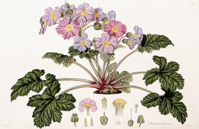 Primula Sinensis, 1821-1826 - William Hooker