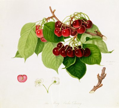 La cerise May Duke, 1815 - William Hooker