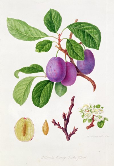 Prune 