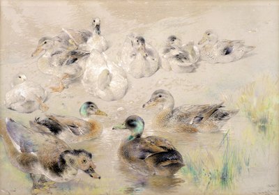 Étude de Canards - William Huggins