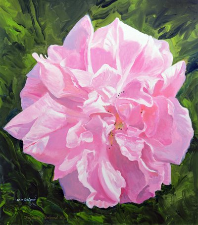 Rose victorienne - William Ireland