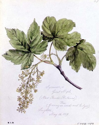 Sycomore ou Grand Érable, peint à Loughton - William James Linton