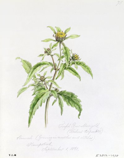 Bidens tripartita, peinte à Hampstead, 1er septembre 1861 - William James Linton
