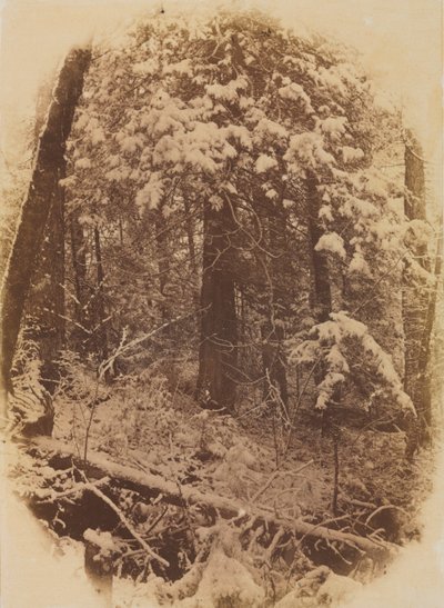 Bois Sans Titre dans la Neige, 1859 - William James Stillman