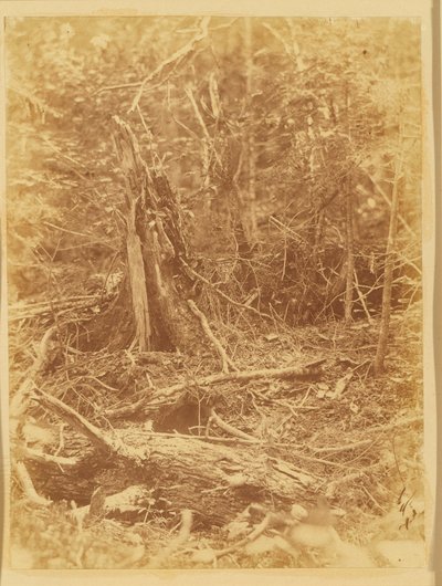 Sans titre, tiré du portfolio The Forest : Bois des Adirondacks - William James Stillman