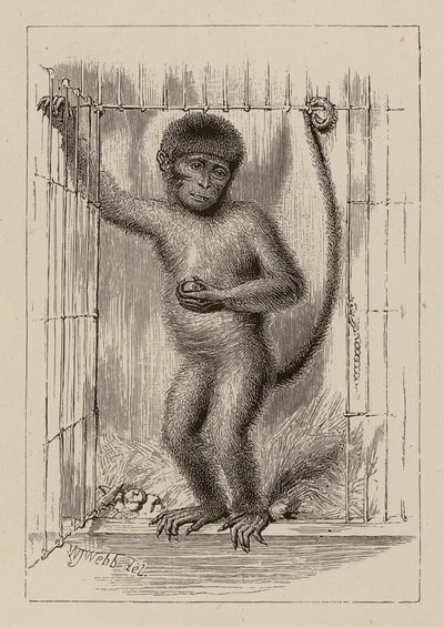 Le singe-nègre - William James Webbe