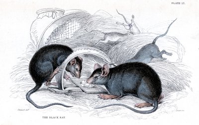 Gravure de rat noir pris au piège, 1838 - William Jardine