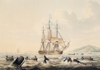 Chasse à la baleine dans les mers du Sud, gravure de William John Huggins - William John Huggins