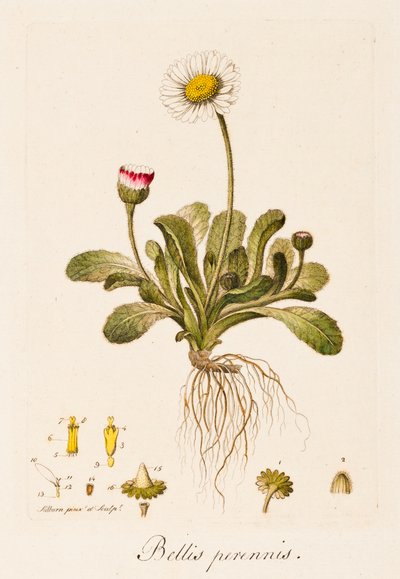 Bellis perennis, Marguerite, vers 1770-1790 - William Kilburn