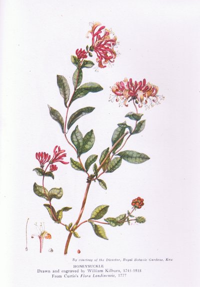 Chèvrefeuille, Nature en Grande-Bretagne publiée par Collins, 1946 - William Kilburn