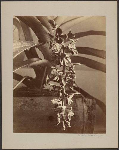 Orchidées, Ceylan - William Louis Henry Skeen