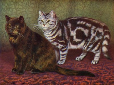 Le chat écaille de tortue et le tabby - William Luker