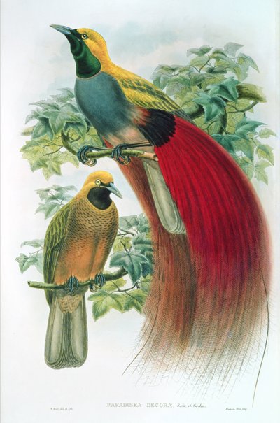 Paradisea Decora - William M. Hart