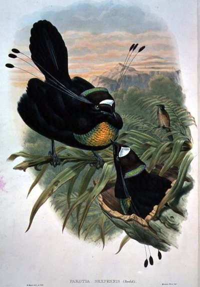 Oiseau de paradis à six fils d