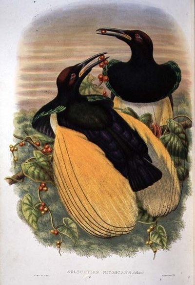 Oiseau de paradis : Douze-fils, Seleucidis Melanoleuca - William Matthew Hart