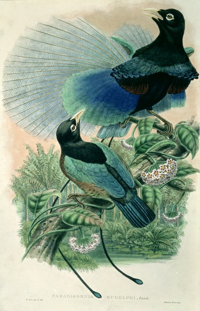 Oiseau de paradis bleu (lithographie en couleur) - William Matthew Hart