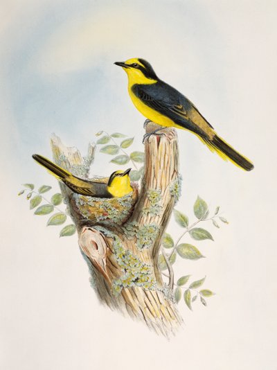 Minivet à croupion brun (Pericrocotus cantonensis), lithographie des Oiseaux d