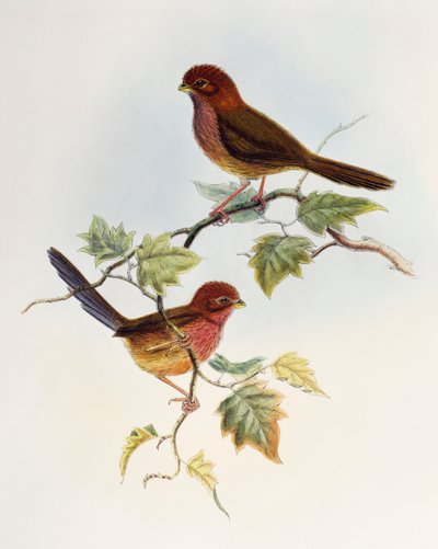 Paradoxornis brunneus (Paradoxornis brunneus), lithographie de Birds of Asia - William Matthew Hart