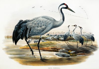 Grue cendrée (Grus cinerea), lithographie des Oiseaux de Grande-Bretagne - William Matthew Hart