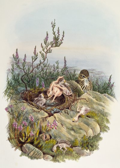Coucou gris, par John Gould (1804-1881), lithographie par William Matthew Hart (1830-1908), Royaume-Uni - William Matthew Hart