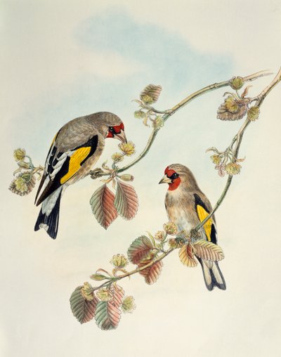Chardonneret élégant (Carduelis carduelis caniceps), lithographie de Birds of Asia - William Matthew Hart