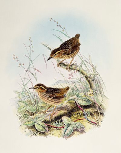 Troglodyte à sourcils (Napothera epilepidota), lithographie de Birds of Great Britain - William Matthew Hart